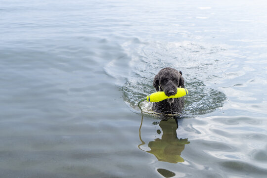 Black standard poodle swimming toward shore with toy in Lake Michigan