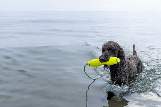 Black standard poodle dog retrieving toy from water in Lake Michigan