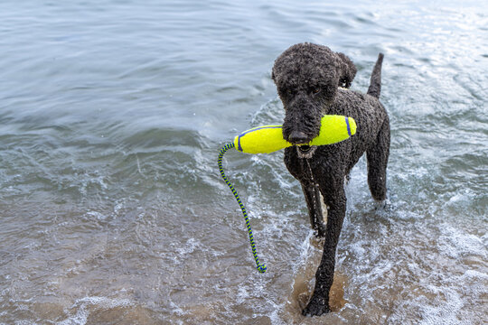 Black standard poodle walking out of Lake Michigan with retrieving toy