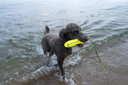 Black standard poodle dog retrieving toy on Lake Michigan shoreline