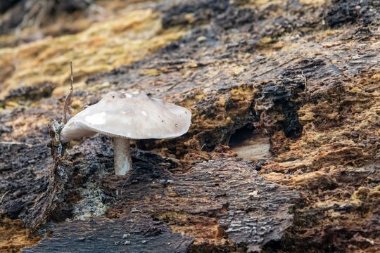 close up of a deer mushroom pluteus cervinus