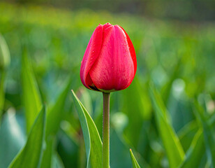 Fototapeta premium A single vibrant red tulip covered in morning dew stands out against a blurred green field. This elegant floral shot symbolizes growth and fresh beginnings for naturethemed designs.