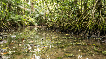 Dense mangrove forest with intricate root systems reflecting in calm, muddy water, a vital tropical wetland ecosystem.