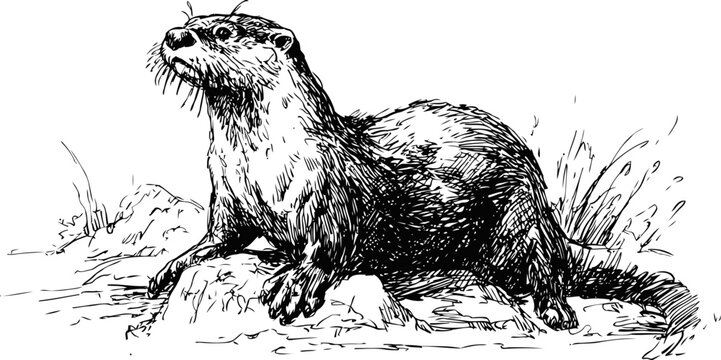 wild otter standing on rocks near water with detailed fur and whiskers illustration
