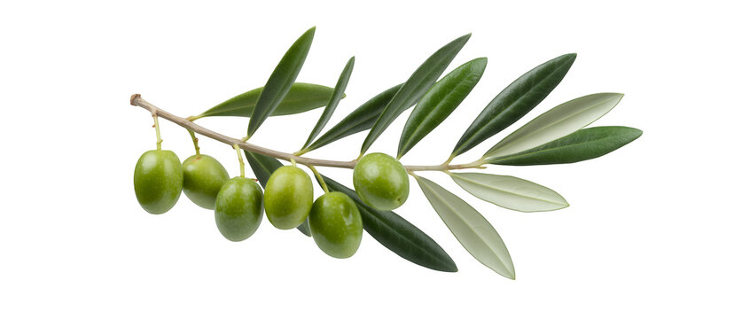 Green olive branch with leaves and olives isolated on a transparent background