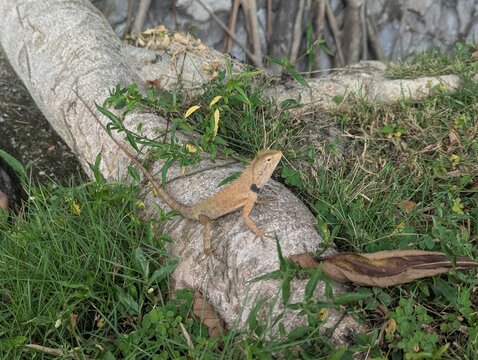 Oriental garden lizard (Calotes versicolor) resting on a tree root surrounded by green grass.