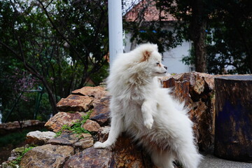 White dog Standing on a stone wachting something © Yapool