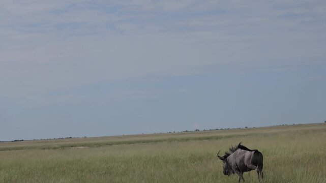 Blue wildebeest running across open plains of Namibia, powerful African antelope moving through dry savanna landscape. Dynamic wildlife scene capturing speed, movement and freedom in the vast African
