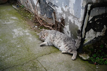 cat in the garden © Yapool