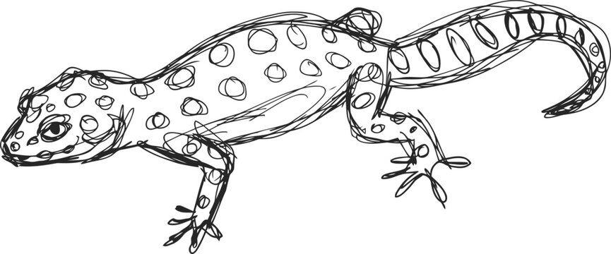 hand drawn spotted lizard illustration reptile sketch with textured skin and curved tail