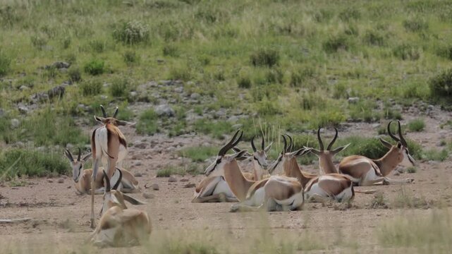 Herd of springboks resting on dry ground in Namibia. African antelopes lying together in the warm savanna landscape, calm wildlife scene showing animals relaxing in their natural habitat under soft