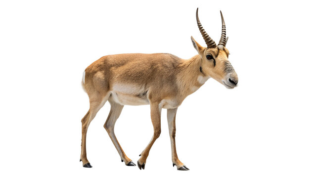 saiga antelope isolated on transparent background cut out