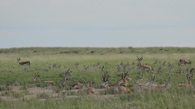 Herd of springboks resting on dry ground in Namibia. African antelopes lying together in the warm savanna landscape, calm wildlife scene showing animals relaxing in their natural habitat under soft