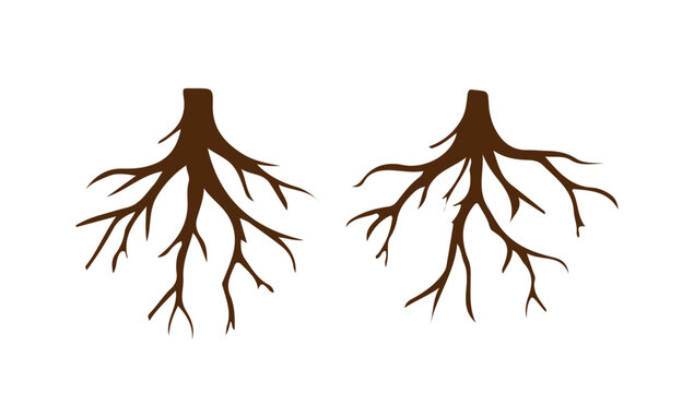 Tree roots botanical plant underground root system nature growth structure vector illustration design element