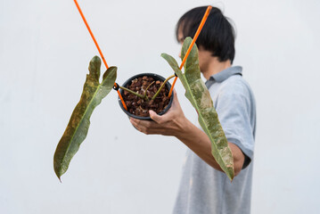 Closeup to Philodendron Atabapoense varigated rare plant in the pot  © rukawajung