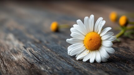 Obraz premium Chamomile flower on wooden background