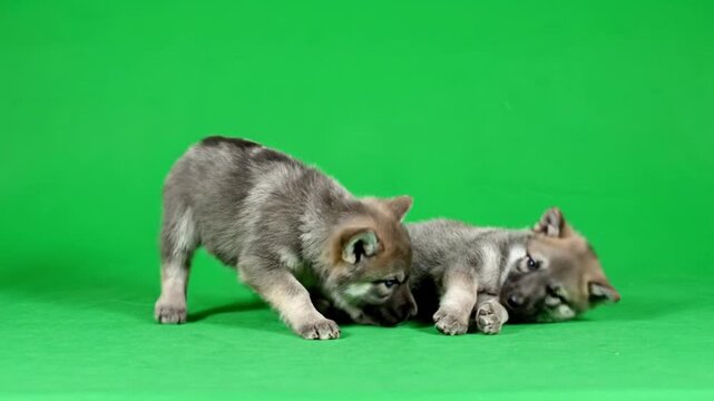 Two adorable wolf pups playing together on a vibrant green screen background, showcasing their playful nature and innocent curiosity
