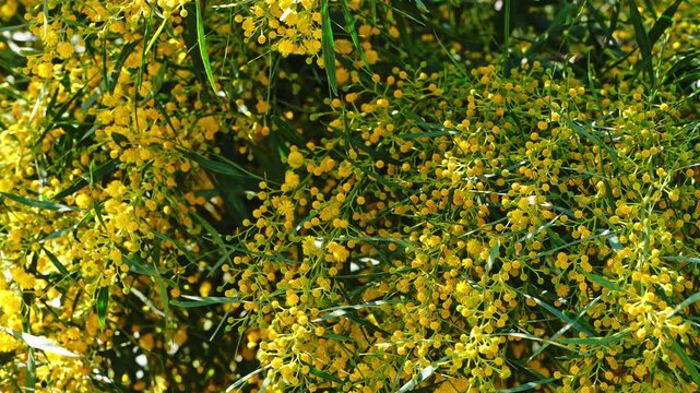 Bright yellow Acacia flowers cluster along slender green leaves in warm sunlight with soft blurred background.