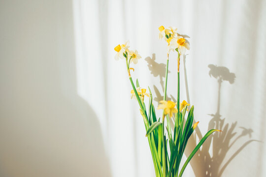 Yellow and white daffodils blooming with sun shadows