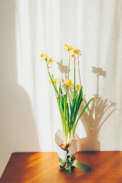 Yellow and white daffodils blooming with sun shadows