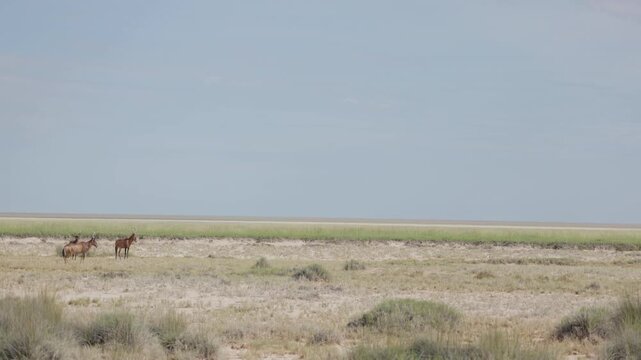 Herd of red hartebeest moving across open Namibian steppe, African antelopes standing together in dry savanna landscape. Natural wildlife scene showing animals in their habitat under bright sunlight