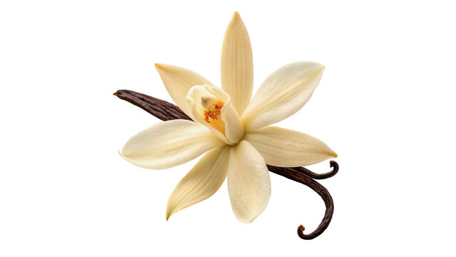 Orchid flower with vanilla pod on white background showing details of nature's elements and plant beauty isolated on transparent background cut out