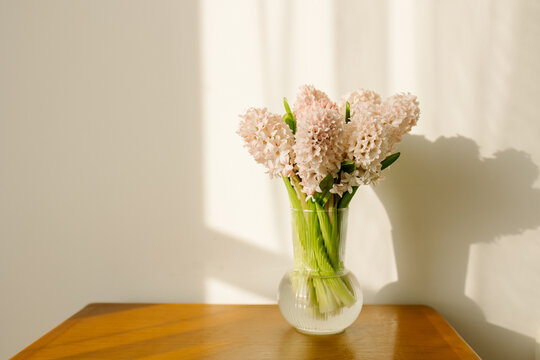 Soft pink hyacinth bouquet in glass vase with morning sunlight