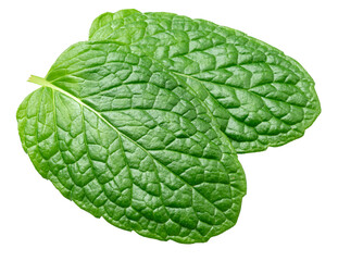 Obraz premium Two leaves of garden mint isolated on a white background. A popular ingredient in many food production processes. Clipping path.