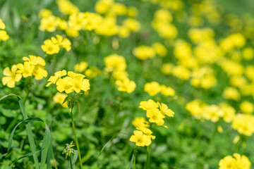 Fototapeta premium vibrant field of yellow oxalis flowers blooming in a lush green meadow, creating a fresh natural spring background.