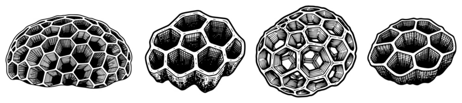 Detailed organic honeycomb or cellular structures in vintage scientific illustration style