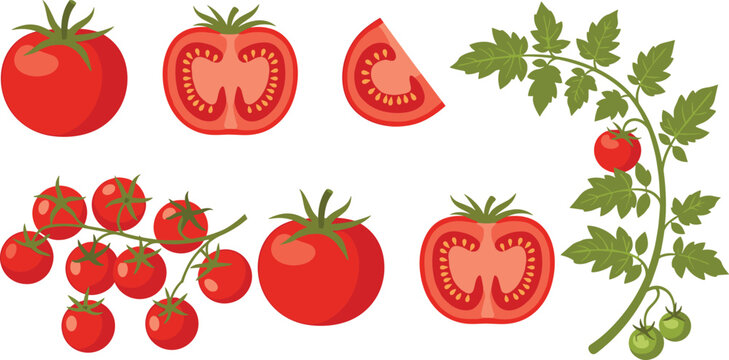 Fresh Tomato Vegetable Vector Collection Featuring Whole Tomato, Tomato Half Cut, Tomato Slice, Cherry Tomato Cluster and Tomato Plant Branch Illustration