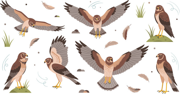 Harrier Hawk Wildlife Illustration Set Featuring Flying, Landing, Standing, and Perching Poses of Bird of Prey in Natural Grassland Habitat.