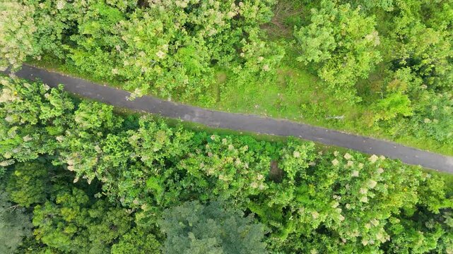 Aerial nadir view with smooth right-to-left sideways movement over a curved asphalt road and dense tropical foliage.