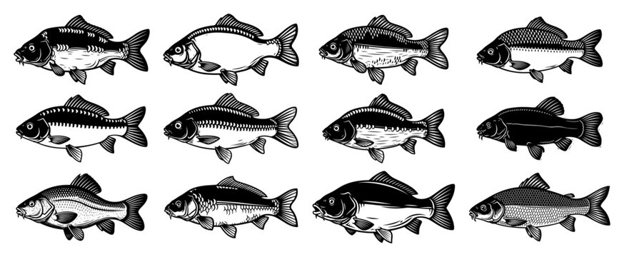 Collection of different carp fish species hand drawn in vintage woodcut engraving style