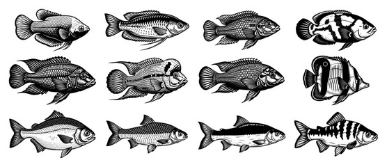 Fototapeta premium Collection of various tropical aquarium fish species in vintage black and white style