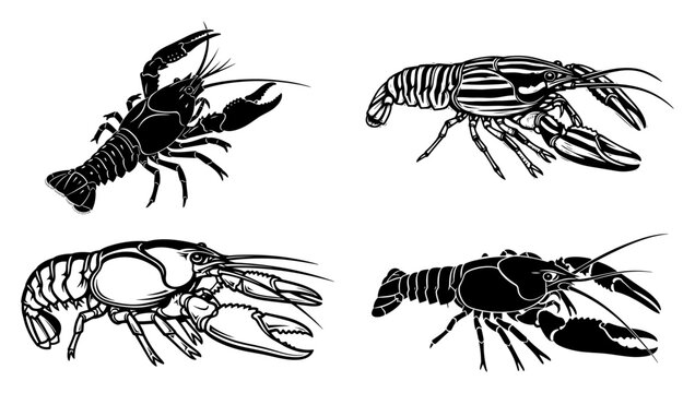 Set of detailed lobster and crayfish illustrations in woodcut engraving style