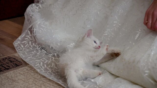 Cat playing with the hem of the bride wedding dress, funny moment during wedding preparations, cute pet and bride interaction, wedding video