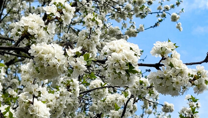 Blooming spring tree with white flowers against a blue sky. Delicate inflorescences on the branches, fresh green leaves and sunlight. A natural seasonal landscape, a symbol of spring, renewal 