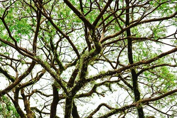 Fototapeta premium Sprawling tree branches with climbing plants in a forest.