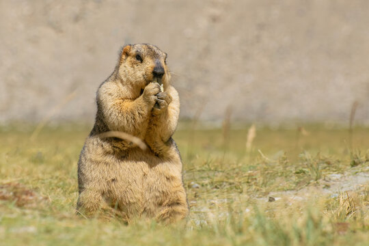 Himalayan marmot eating food, Marmota himalayana. They inhabit alpine grasslands throughout the Himalayas and on the Tibetan Plateau. It is IUCN Red Listed wildlife animal, Ladakh, India.