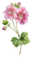 Obraz premium Elegant watercolor painting of a geranium plant with pink flowers and buds