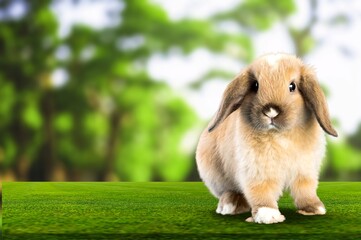 Naklejka premium Baby bunny on spring green grass with Easter egg.