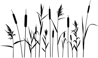 Silhouettes of tall grass reeds and individual plant stalks on white background Keywords: grass