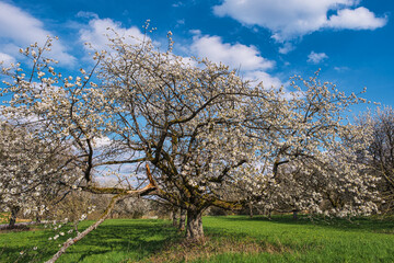 Fototapeta premium Cherry trees in full bloom in Franconian Switzerland under a blue and white sky.