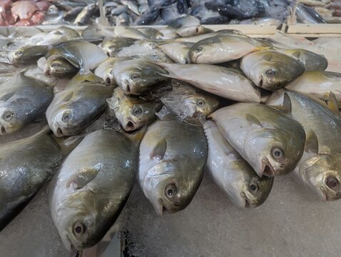 Fresh silver pomfret fish displayed on ice at a traditional seafood market