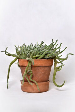 Aporocactus or rat tail cactus in a pot on white background