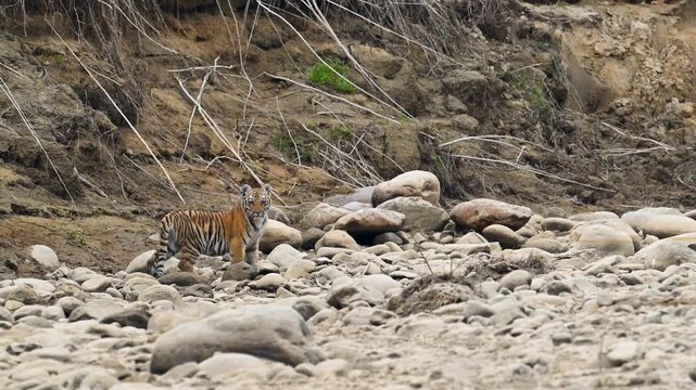 Junior narwal's cub staring in dry river in Corbett Tiger Reserve, India 