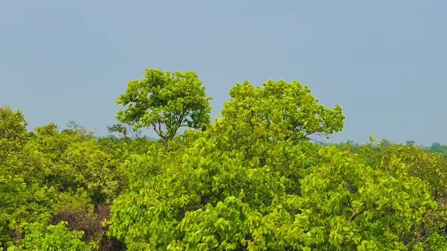 What a beautiful sight, the trees swaying in the wind.