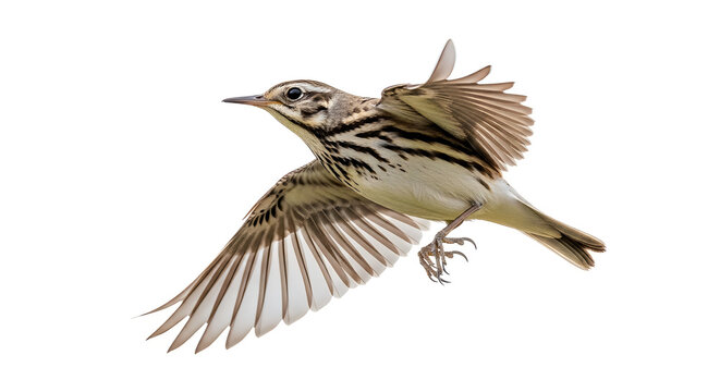A detailed side profile view of a small meadow pipit bird in flight against a white background