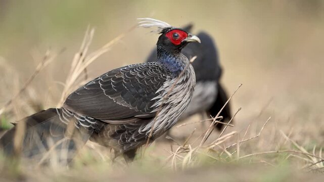 Khaleej Pheasant feeding on forest floor in Jim Corbett Tiger Reserve, India